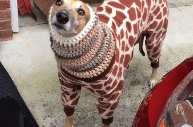 greyhound sweater funny