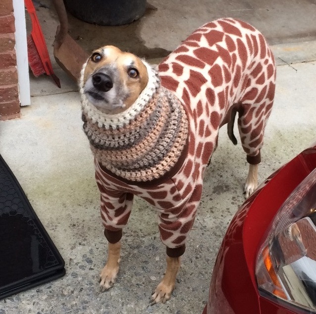 greyhound sweater funny