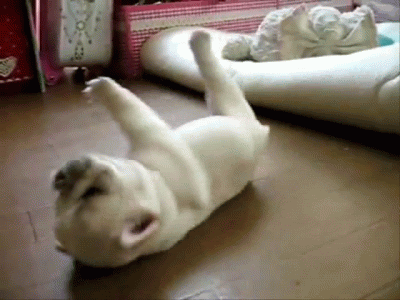 french bulldog puppy roll funny