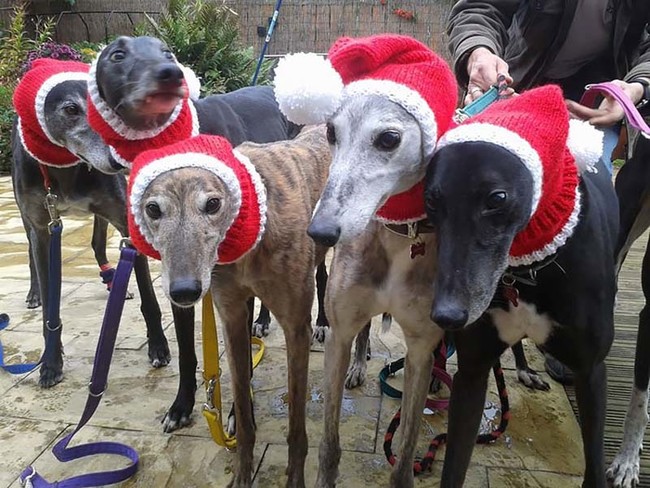 greyhounds christmas hats jan brown