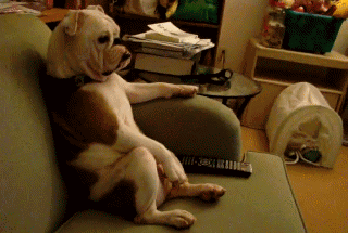 bulldog sul divano che guarda la tv