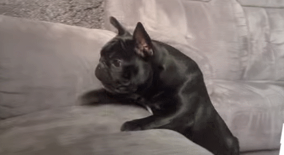 bulldog cerca di prendere la pallina sul divano