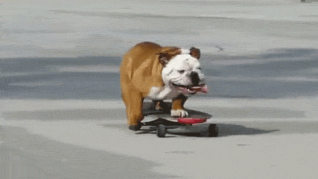 essere un bulldog e andare in skateboard