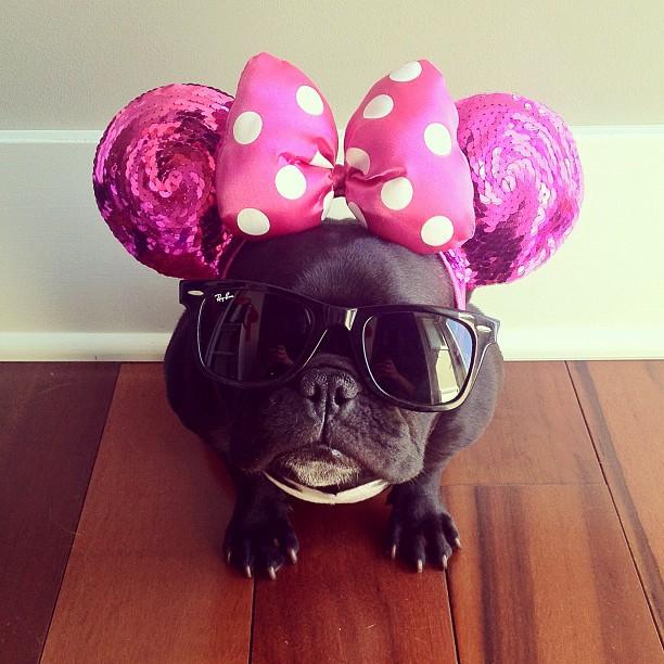 bulldog con fiocco rosa a pua e occhiali da sole