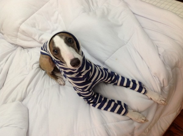 galgo en su pijama en la cama