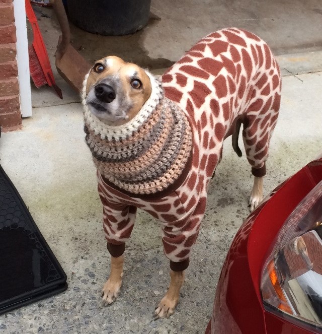 levriero vestito da giraffa