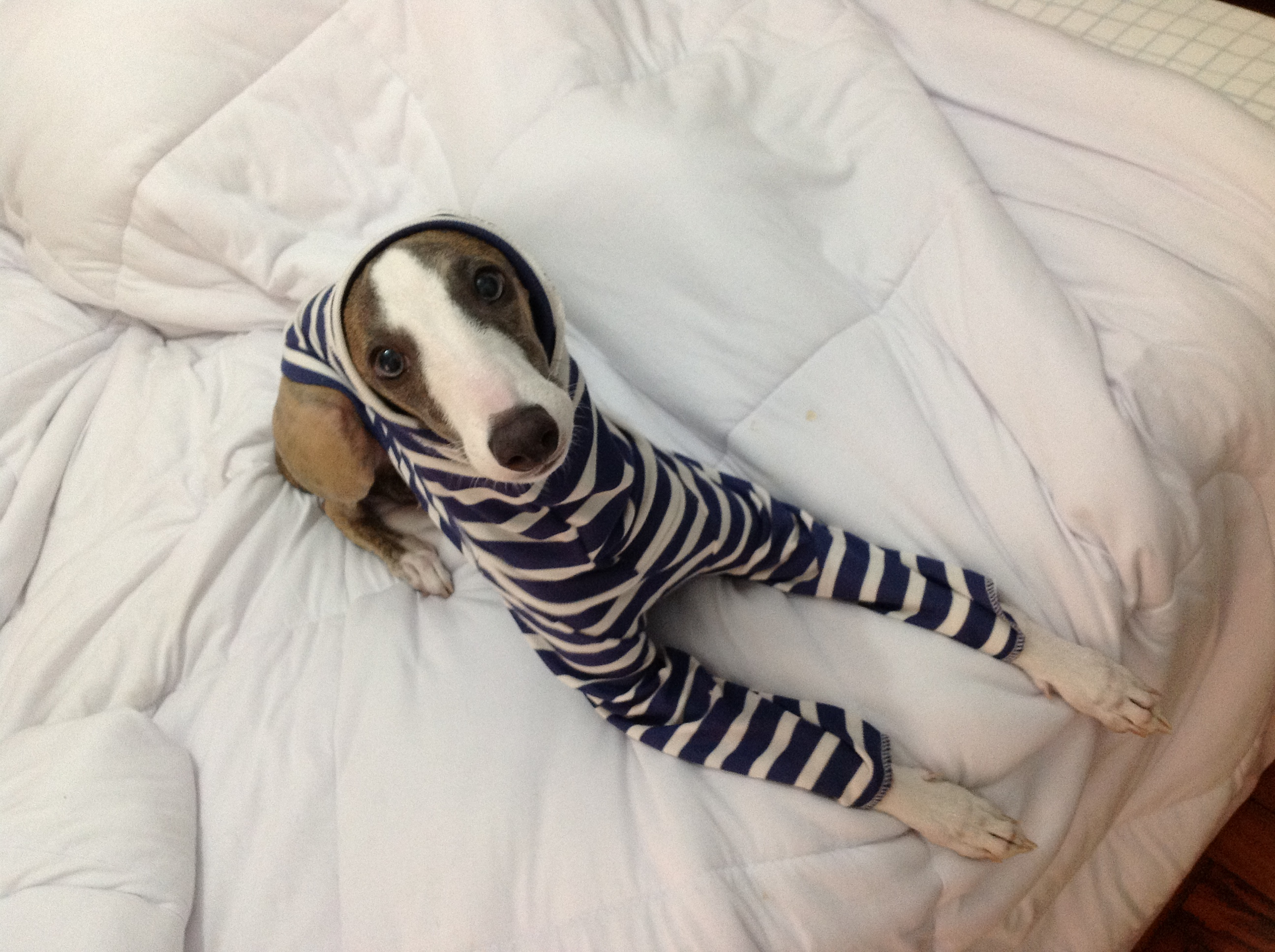 levriero con pigiama pronto ad andare a letto