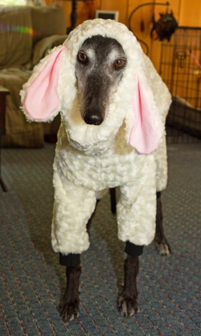 uno dei cani levrieri vestito con un pigiama di pecora