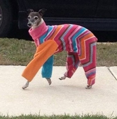 levriero con maglia colorata cammina per strada
