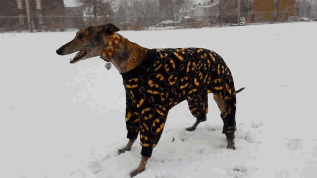 uno dei levrieri con pigiama di batman corre nella neve 