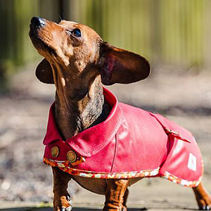 DogBuddy partnership with NotOnTheHighStreet.com dachshund waterproof coat