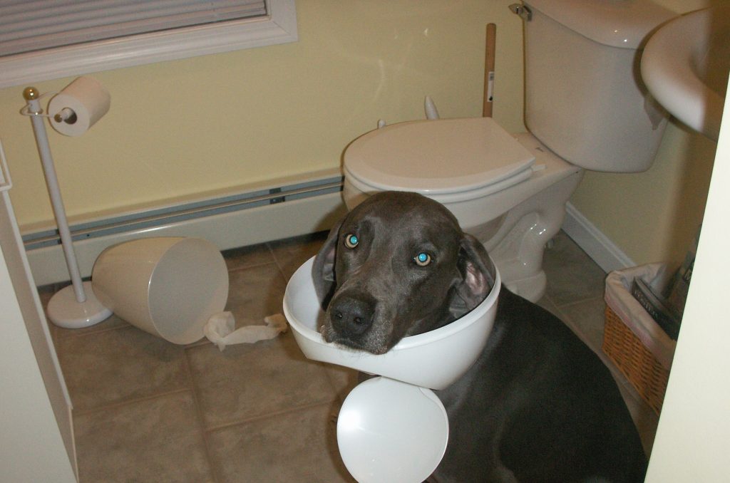 Weimaraner looking guilty with bathroom bin stuck on head for the Get A Weimaraner DogBuddy Blog Post