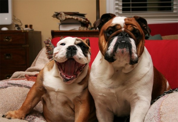 dos bulldog en un sofá 