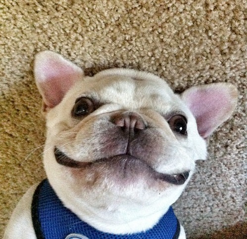 ser un bulldog y sonreír 