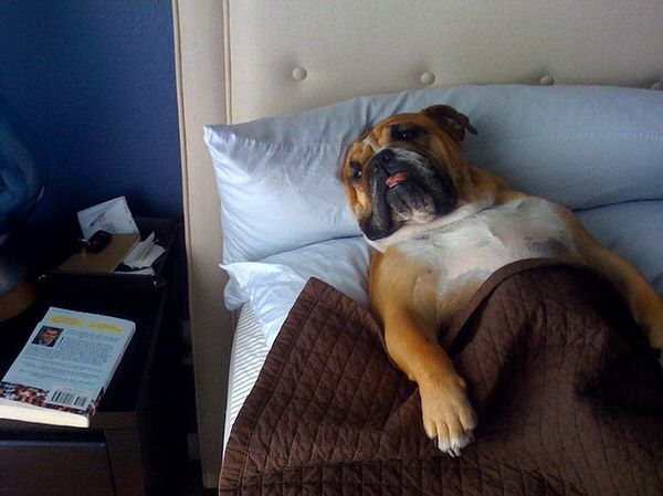 bulldog duerme en la cama