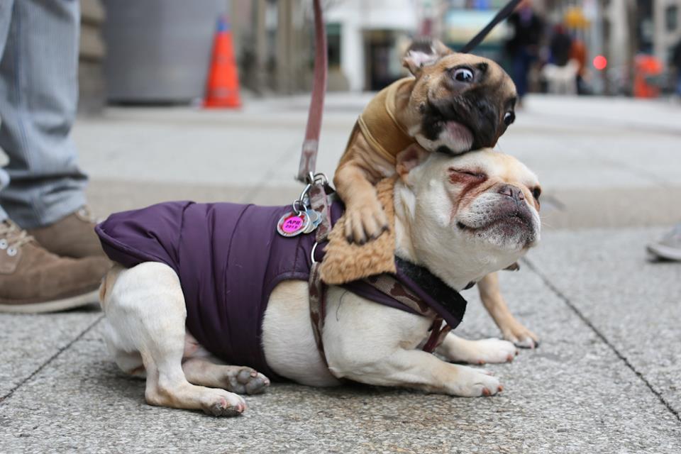 dos bulldog felices en la calle