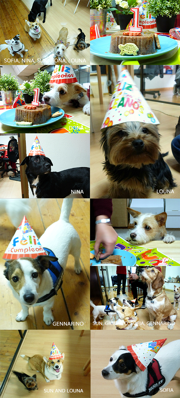 Dona dog birthday party barca office