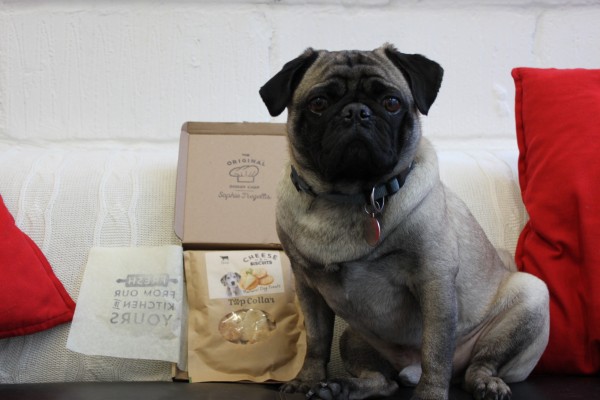 Ramon the Pug sitting on a leather sofa next to his Top Collar Box of treats