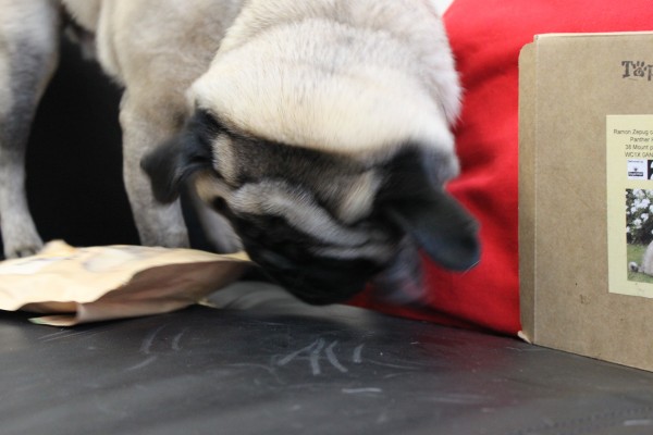 Ramon the Pug dog sniffing a bag of treats from Top Collar