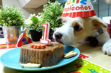 Dona the mixed breed dog celebrating her first dog birthday party