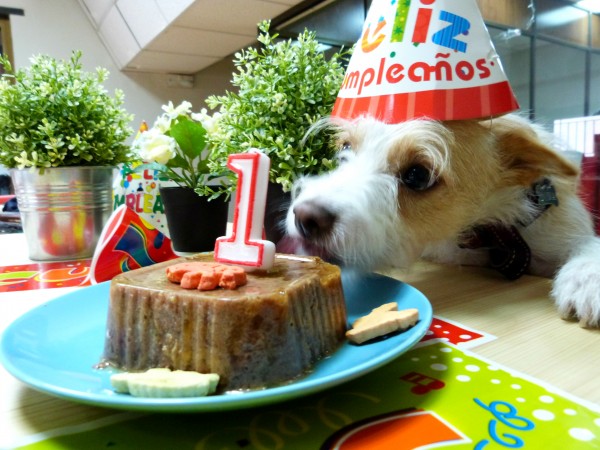 Dona the mixed breed dog celebrating her first dog birthday party