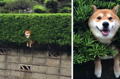 shiba inu stuck in a bush favourite dogs of 2015