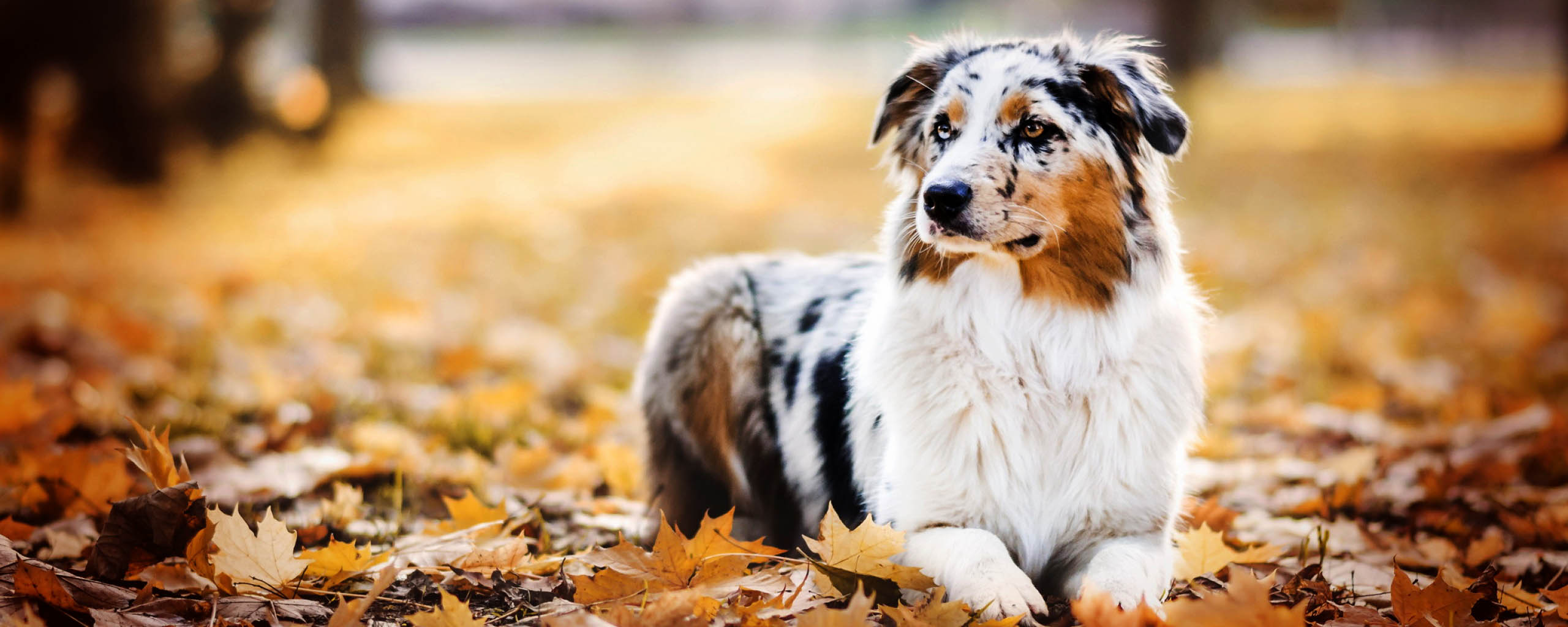 Australian Shepherds sitting on a pile of leaves in the Autumn