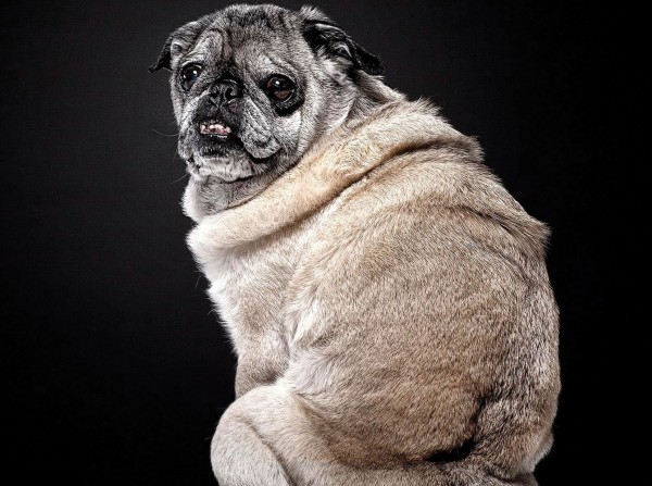 beautiful-old-dogs-pug for what to do if a dog won't stop shaking dogbuddy blog article