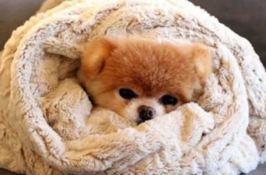 il cane non smette di tremare e si infila tra le coperte