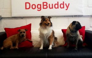 dogbuddy dog sitter listing pug, border terrier and shetland sheepdog sitting on a sofa
