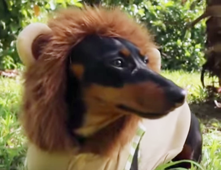 chien teckel lion déguisement costume