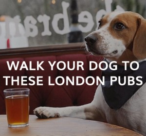 DOGBUDDY LONDON PUBS dog walkS