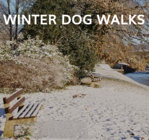 DOGBUDDY winter dog walk
