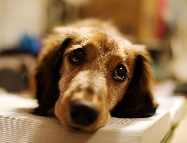 Dachshund (Longhaired) wiener dog dogbuddy blog