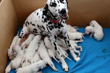 Dalmatian Buttons 18 puppies in litter