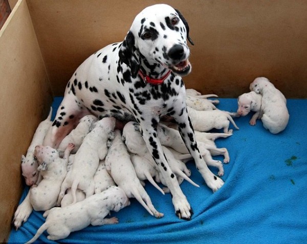 Mamma Dalmata ha dato alla luce 16 cuccioli
