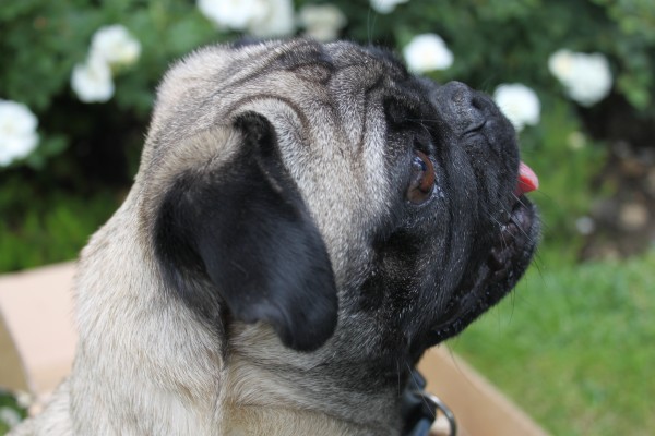 Ramon the Pug close up photo with flowers in the background