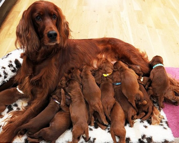 Irish Setter mother dogs blog post