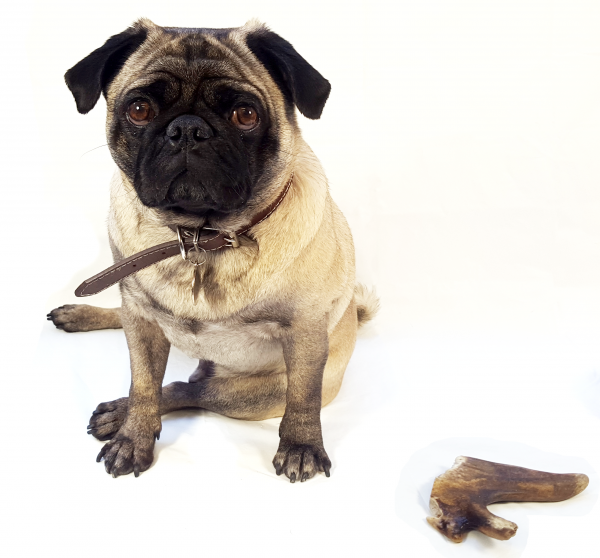 Ramon the Pug looking into the camera with an antler chew toy