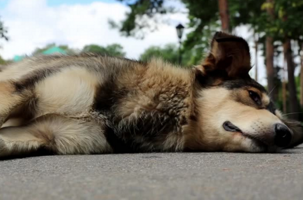 Dog lying on his side in the road