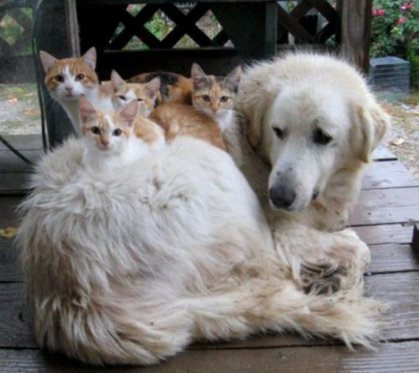 Golden Retriever with kittens sitting on top