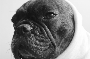 Choo Choo Charlie French Bulldog Marc Jacobs Designer Dogs