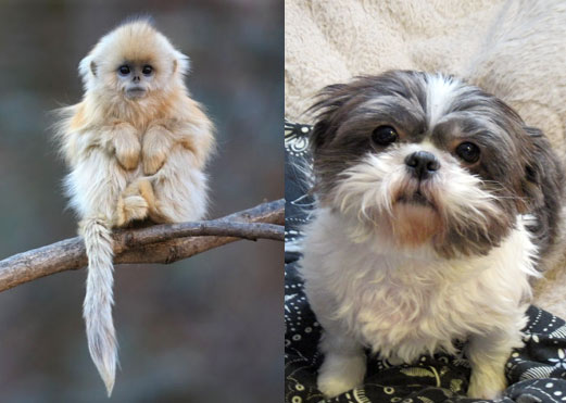 Shih Tzu puppy and a monkey
