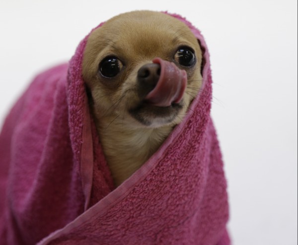 Chihuahua wearing a pink towel looking at a camera for LFW