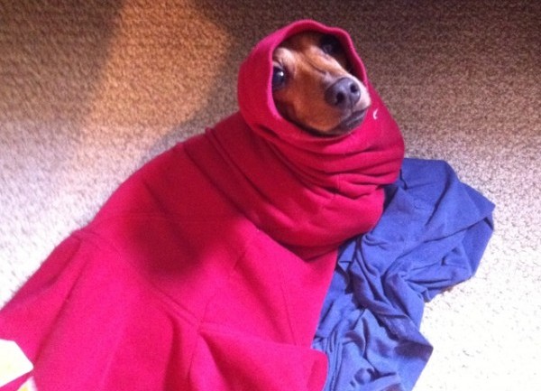 Wursthund in Decke eingewickelt