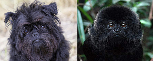 Affenpinscher dog monkey terrier and Marmoset monkey looking into the camera