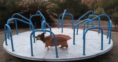 cane corre su una giostra al parco