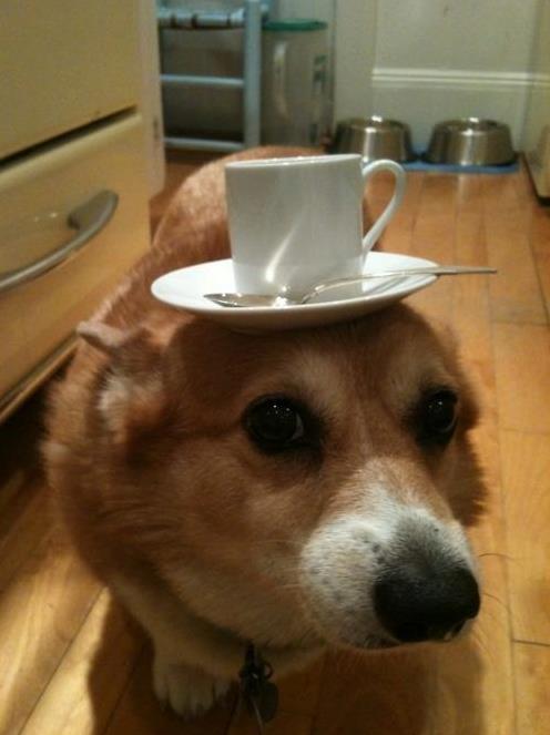 cane con tazzina di caffè in testa in un bar
