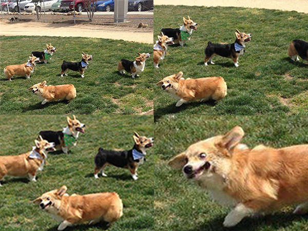 cani al parco giocando