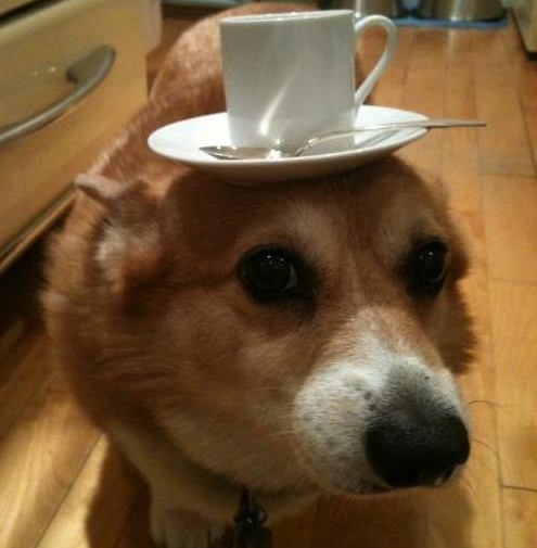 corgi dog balancing a cup on its head looking into the camera